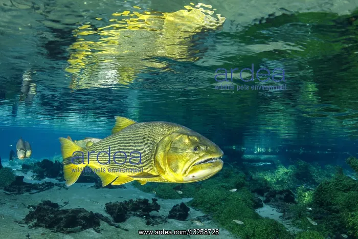 : Freshwater u, (Salminus brasiliensis) reflecting : Freshwater u, (Salminus brasiliensis) reflecting