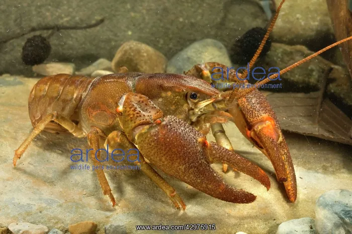 : Freshwater White-clawed Crayfish : Freshwater White-clawed Crayfish