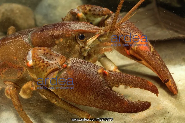 : Freshwater White-clawed Crayfish : Freshwater White-clawed Crayfish