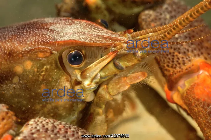 : Freshwater White-clawed Crayfish - head close up : Freshwater White-clawed Crayfish - head close up