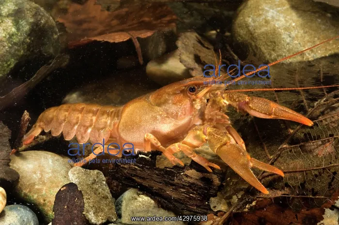  : Freshwater White-clawed Crayfish - young