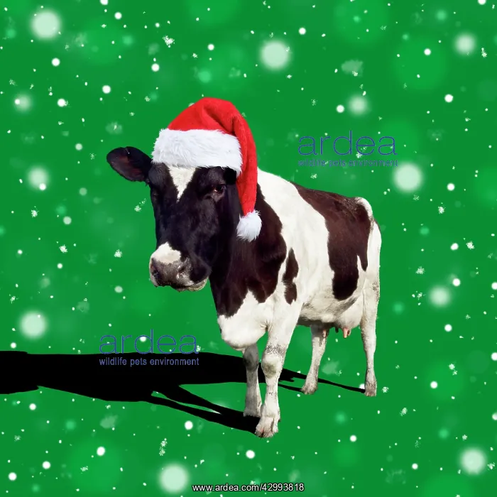 : Fresian Cattle, cow wearing Birthday party hat : Fresian Cattle, cow wearing Birthday party hat