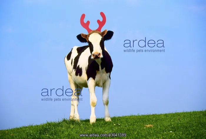 : Fresian Cattle, cow wearing reindeer antlers, Christmas : Fresian Cattle, cow wearing reindeer antlers, Christmas