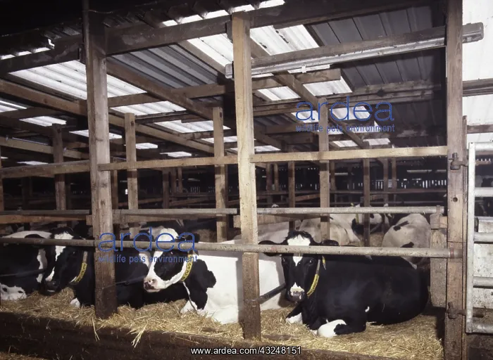 : Fresian cows : Fresian cows