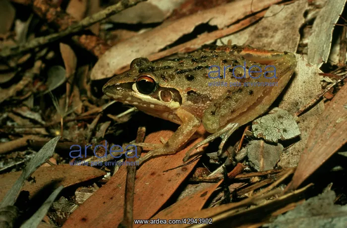 : FreycinetIs / Wallum Rocket Frog : FreycinetIs / Wallum Rocket Frog