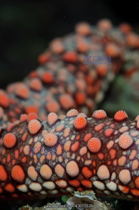 : Frianti's Sea Star : Frianti's Sea Star