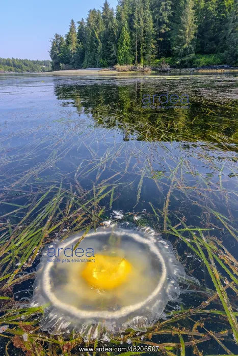 : Fried egg Jellyfish (Phacellophora camtschatica) : Fried egg Jellyfish (Phacellophora camtschatica)