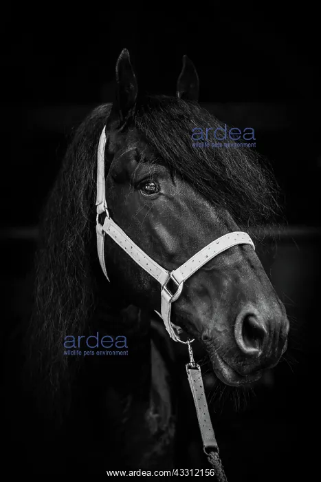 : Friese : Friese