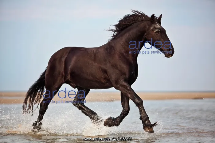 : Friesen gelding, black, trotting while roaming free : Friesen gelding, black, trotting while roaming free
