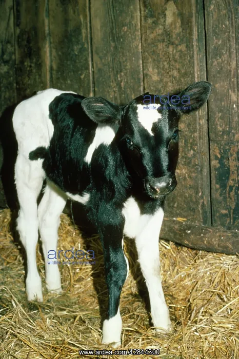  : Friesian  /  Ayrshire Cattle - calf