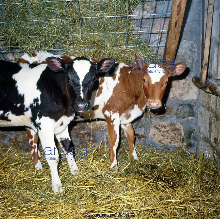  : Friesian  /  Ayrshire Cattle - calves