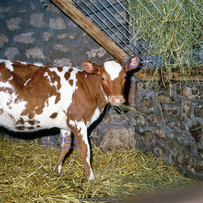  : Friesian  /  Ayrshire Cattle - calves