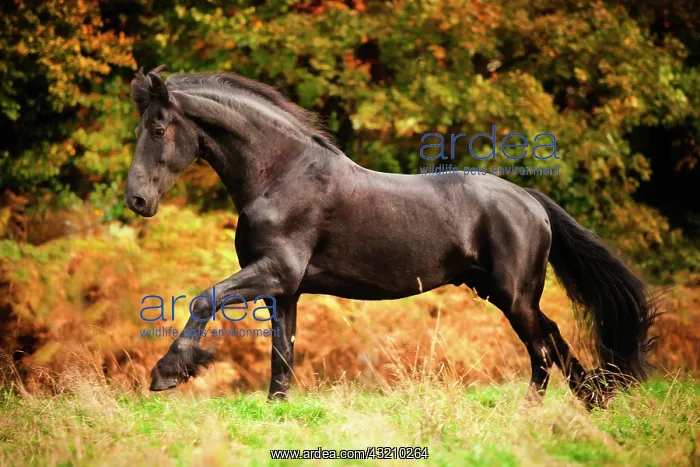: Friesian, black horse, gelding free galloping on : Friesian, black horse, gelding free galloping on