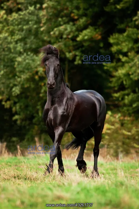 : Friesian, black horse, gelding running in the meadow : Friesian, black horse, gelding running in the meadow