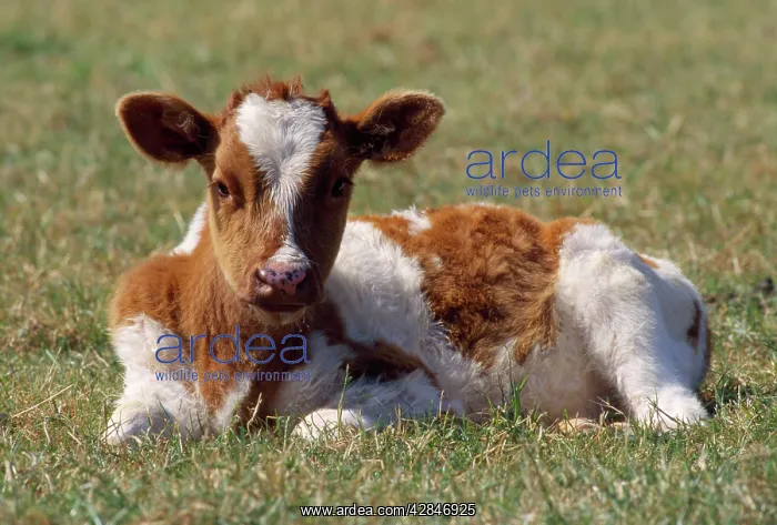 : Friesian Cattle - calf : Friesian Cattle - calf