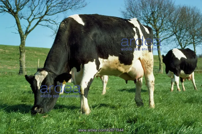  : Friesian Cattle - diary cow grazing