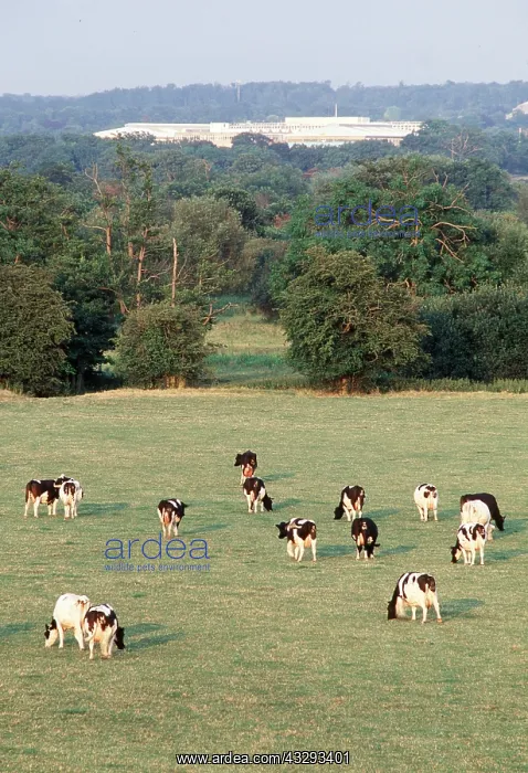 : FRIESIAN CATTLE - herd in field : FRIESIAN CATTLE - herd in field