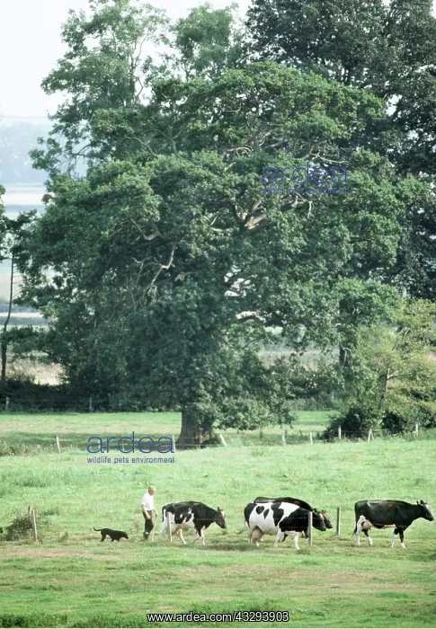 : Friesian Cattle - With herdsman : Friesian Cattle - With herdsman