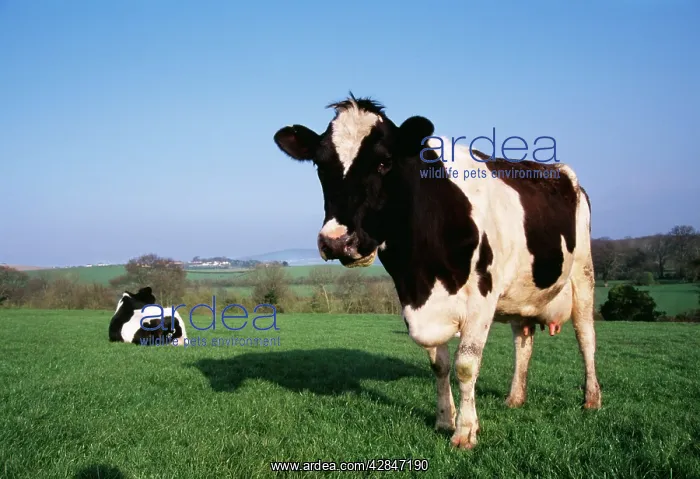 : FRIESIAN CATTLE - x two, chewing cud, one sitting in field : FRIESIAN CATTLE - x two, chewing cud, one sitting in field