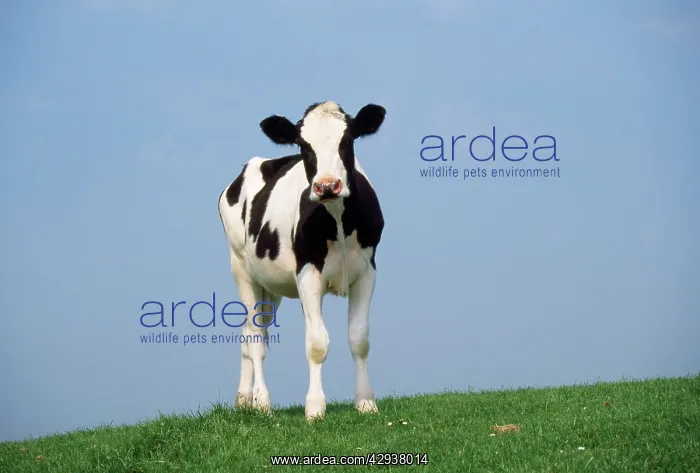  : Friesian Cow