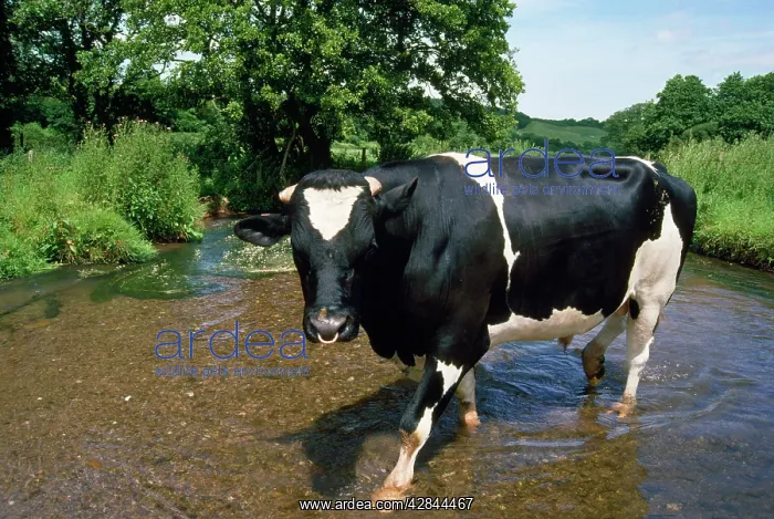  : Friesian Cow - bull standing in stream