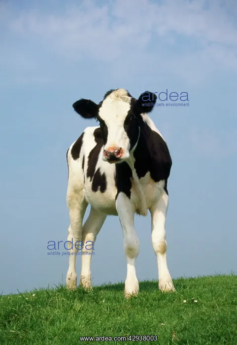 : Friesian Cow / Cattle - standing in field : Friesian Cow / Cattle - standing in field