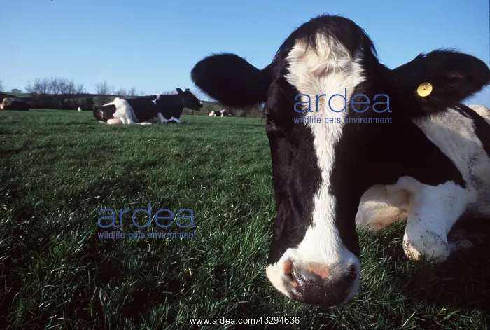 : FRIESIAN COW - close-up, sitting in field : FRIESIAN COW - close-up, sitting in field