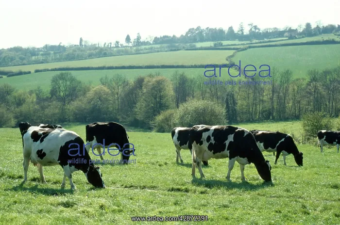  : Friesian Cow - grazing