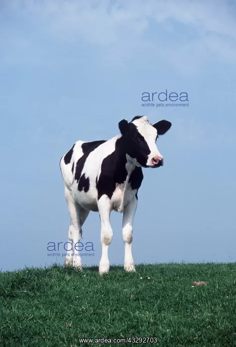 : Friesian Cow - standing : Friesian Cow - standing