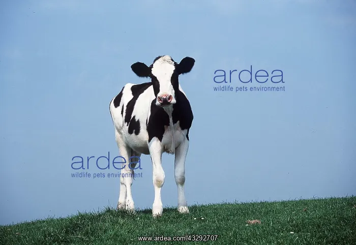  : Friesian Cow - standing in field