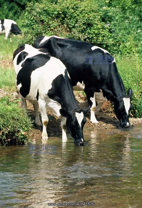 : Friesian COWS - Drinking from river : Friesian COWS - Drinking from river