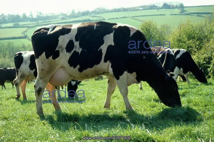  : Friesian Cows - grazing