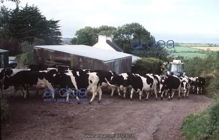 : Friesian Cows - for milking : Friesian Cows - for milking