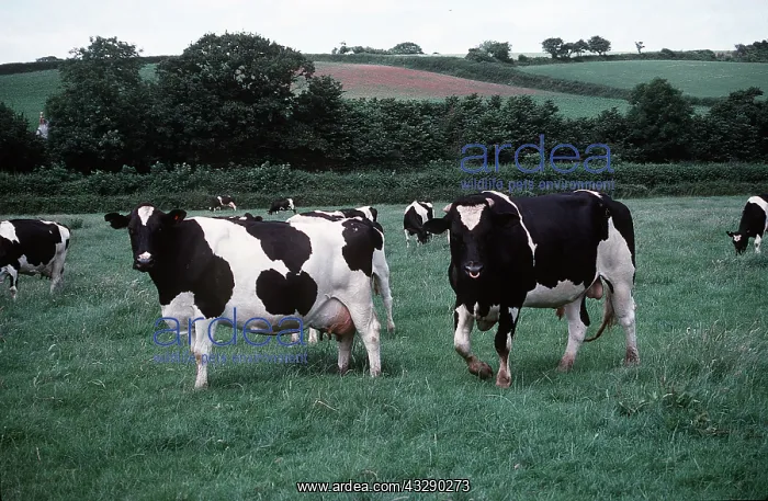 : FRIESIAN COWS - with ringed bull in field : FRIESIAN COWS - with ringed bull in field