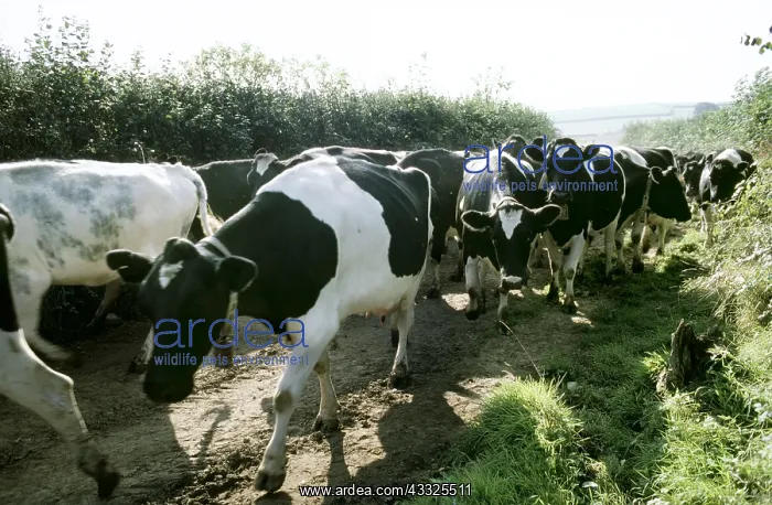 : Friesian Cows walking along path : Friesian Cows walking along path