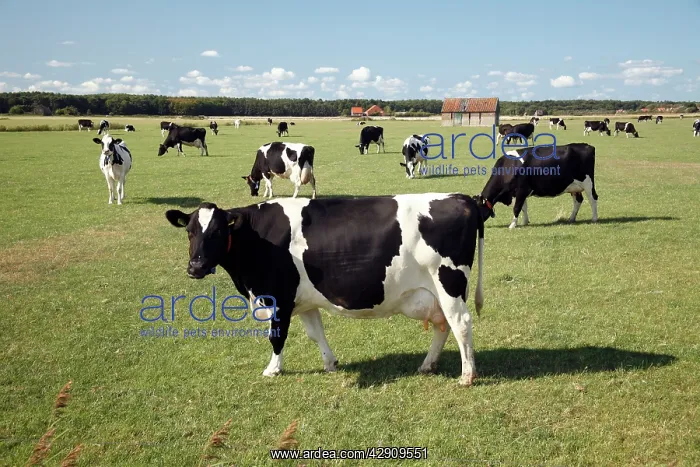 : Friesian dairy cattle on meadow : Friesian dairy cattle on meadow
