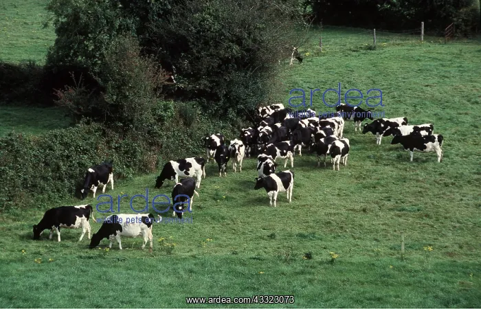 : FRIESIAN DIARY COWS - herd in field : FRIESIAN DIARY COWS - herd in field