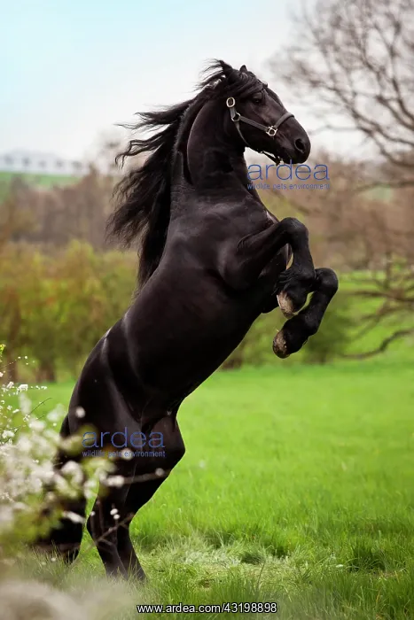 : Friesian or Frisian horse, stallion on a meadow : Friesian or Frisian horse, stallion on a meadow