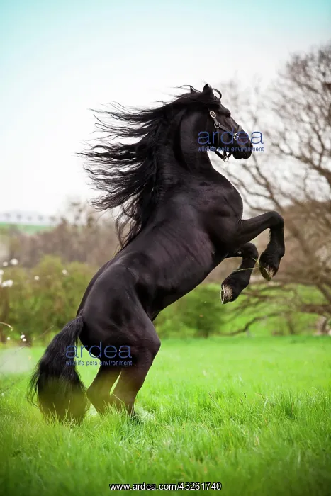 : Friesian or Frisian horse, stallion on a meadow : Friesian or Frisian horse, stallion on a meadow