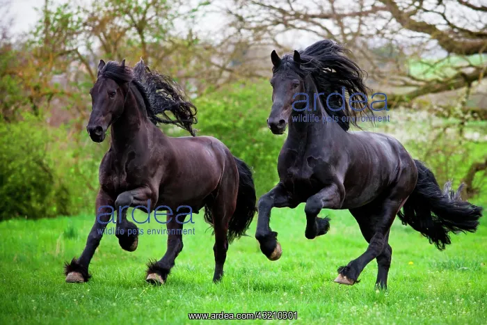 : Friesian or Frisian horses, stallions, running free : Friesian or Frisian horses, stallions, running free