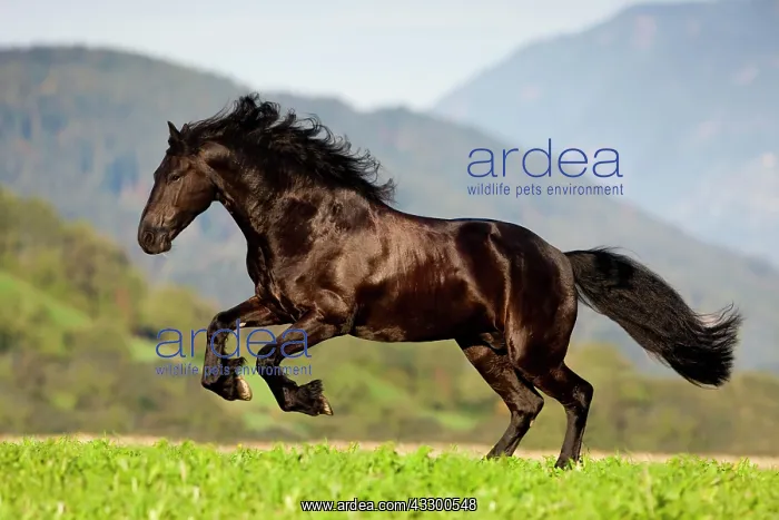 : Friesian galloping, summer, Austria, Europe : Friesian galloping, summer, Austria, Europe