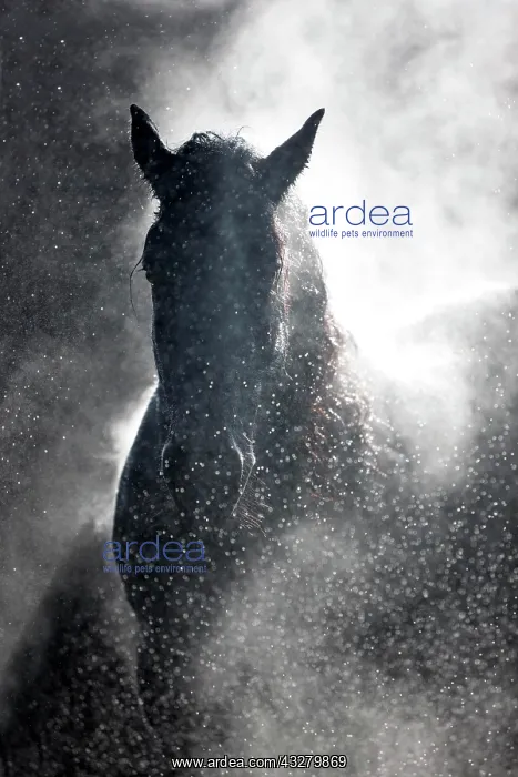 : Friesian gelding, black, steaming with backlighting : Friesian gelding, black, steaming with backlighting
