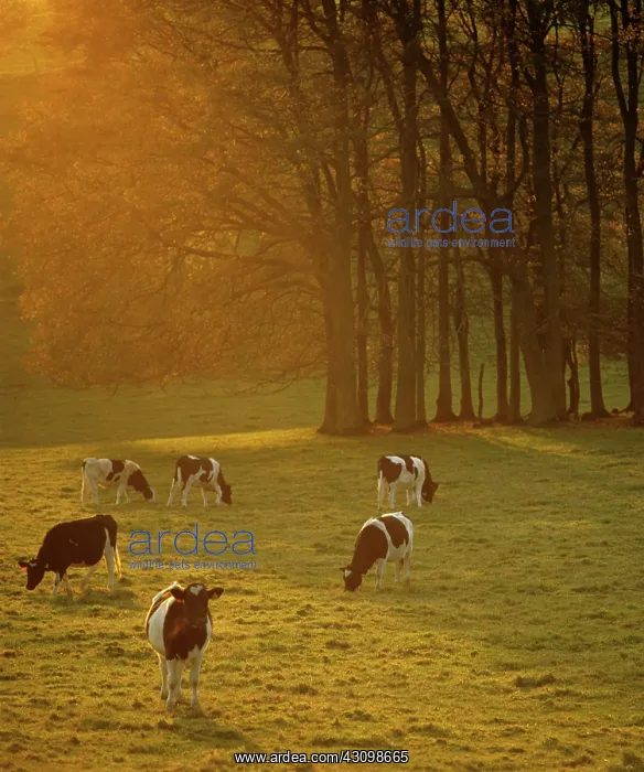 : Friesian Heifers : Friesian Heifers