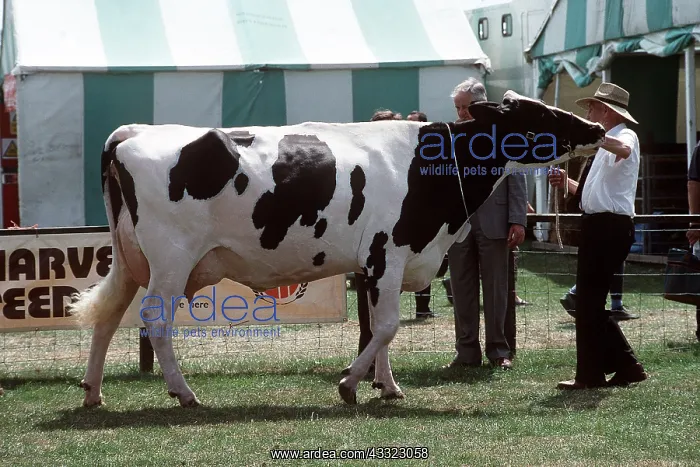 : Friesian / Holstein Cow - At show : Friesian / Holstein Cow - At show