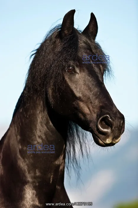 : Friesian horse, blue sky, Austria, Europe : Friesian horse, blue sky, Austria, Europe