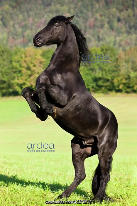 : Friesian horse on hind legs, meadow, forest, Austria : Friesian horse on hind legs, meadow, forest, Austria