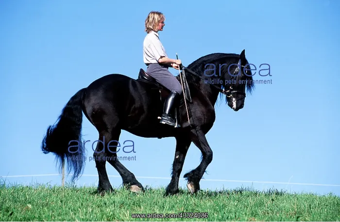 : FRIESIAN HORSE - Being ridden : FRIESIAN HORSE - Being ridden