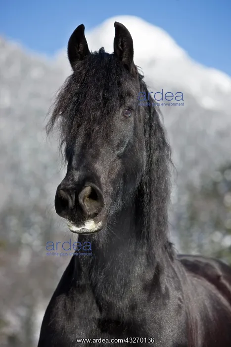 : Friesian horse, winter, Austria, Europe : Friesian horse, winter, Austria, Europe