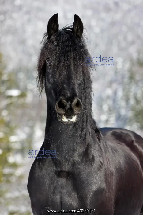 : Friesian horse, winter, Austria, Europe : Friesian horse, winter, Austria, Europe