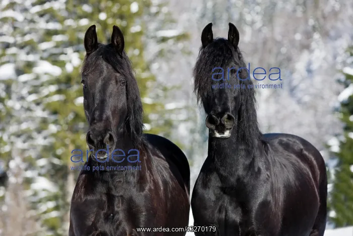 : Friesian horses, winter, Austria, Europe : Friesian horses, winter, Austria, Europe